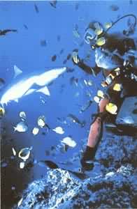 ���㣬������ʳ��ѧ��ι��ʳƷ