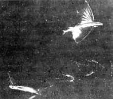 ͼ1 ���㣨һ����չ�����һ����׼������