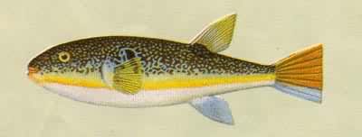 ���ƶ��������о綾