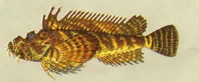 �������ж�