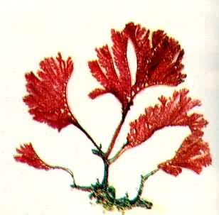 �����ų���ȸ����