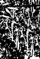 ͼ2 �����ںӿڵش���ˮ���У�̥��ֲ�