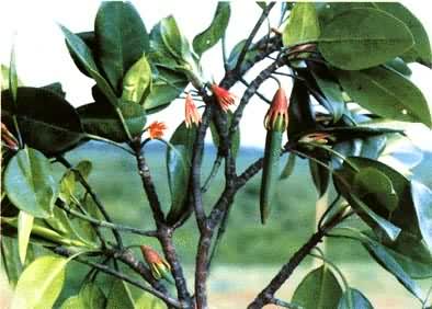 �й��غ�����ֲ�Ϊ����ֲ�������