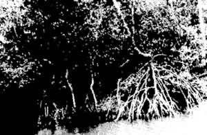 ͼ1 ����ֲ���֧����