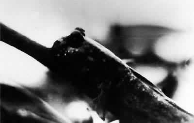 ͼ2 ���������������еĵ�Ϳ��