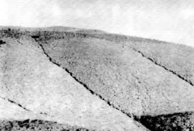 ͼ1 �����������������ϵ�ϸ����ǳ��ʴ