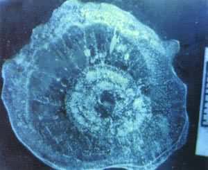 ������Ƭ������⣩