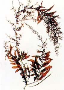 �����ź�����