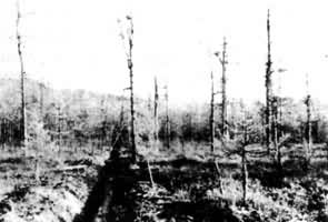 ͼ1��С�˰��������ɭ������