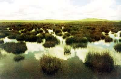 �����ǿ����еĲݱ���̿����