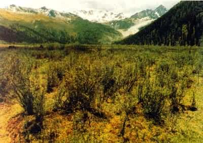 �Ĵ���������ԭľ��-޺����̿����