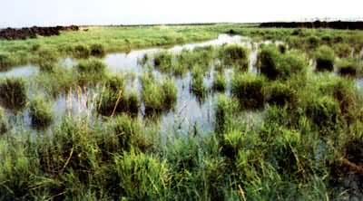 ����ƽԭǱ�����󾰹�