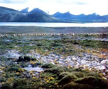 ��ظ�ԭ��̿���󾰹�