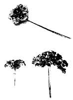 ͼ1����䷢��