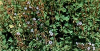 �Ͻ������׻�����