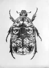 ���ǻ��������