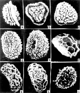 ͼ1 ������̬��a��b����ʯ�ɣ�c��������ާ��d��e��ˢ��ʯ�ɣ�f��Ź���������g��hˮާ��iëҶ����ާ