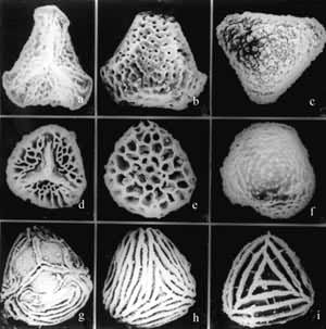 ͼ2 ������̬��a��b��c��Ҷ��βާ��d��e��ɽϪ��ާ��f20111������ާ��g��h��Ĥ��ާ��i20152��ë��ާ