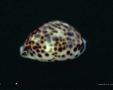 ���߱���