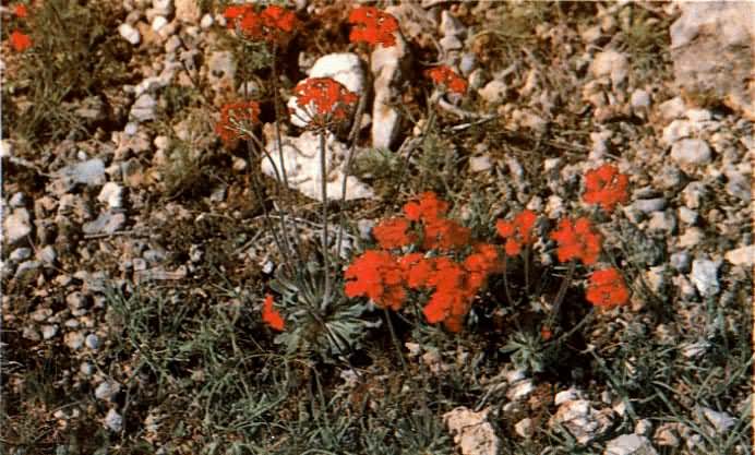 ������÷����������