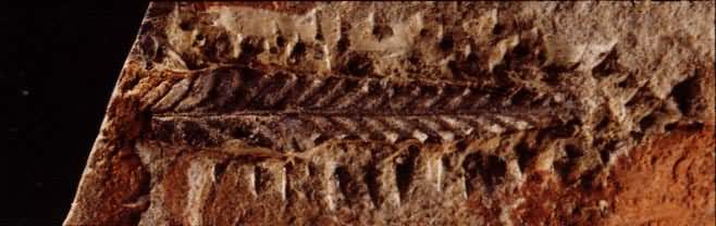 �����Ǳ�ʯ