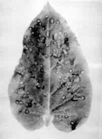 ͼ3����Ҷ�����̲ݻ�Ҷ�����Ŀݰ�