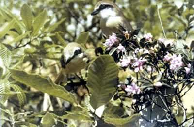 ��β����