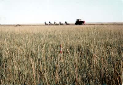 ��ԭ���ݵ�