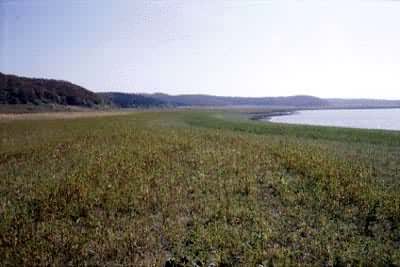 ����̲�ݵ�