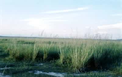 ܸܸ�������ݵ�