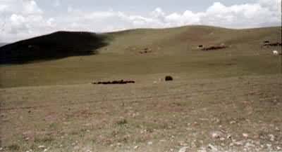 ��ظ�ԭ���ݵ�