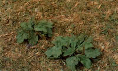 ��ǰ����ǰ��