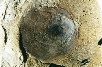 �������䱴