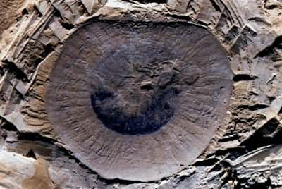 �����ǿ�ˮĸ