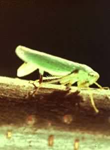 ����Ҷ��