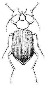 ���ǲ�������