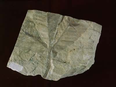 ���ε�������(�������)