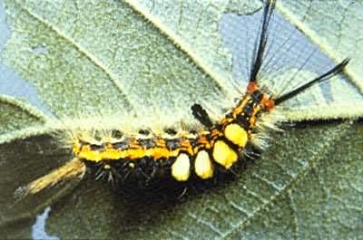 ���Ŷ���