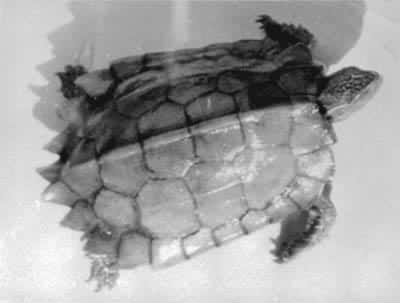 �ع�����