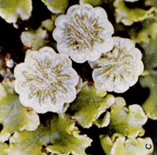 ��Ǯ��������