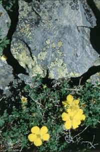 ��״����