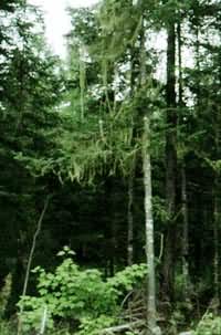 ˿״����(����)