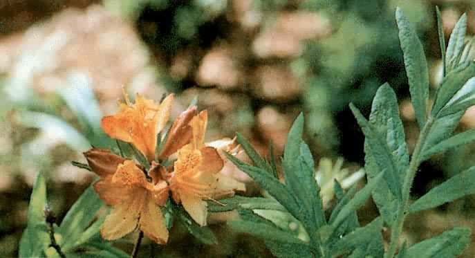 ������ž黨��