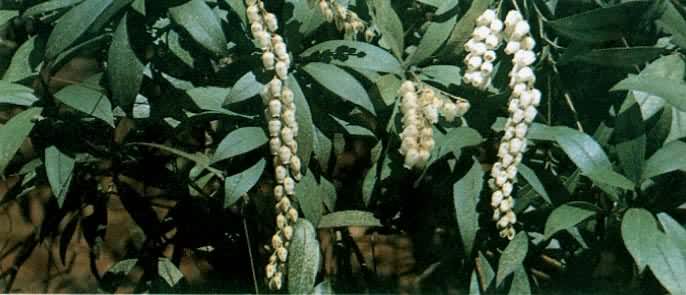 ��������ľ���ž黨��