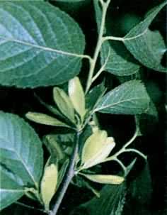 ���٣����ٿ�