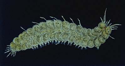 ���߹��۳�