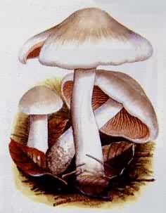 ��Ģ�����������޾�