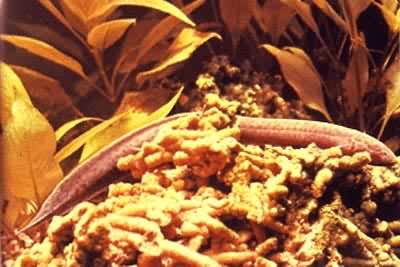 ���޷���