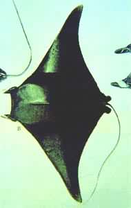 �޴�����