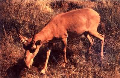 �߱�����